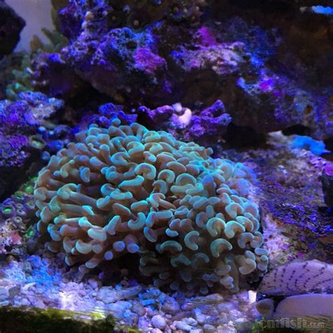 18招 意思 珊瑚擺放位置